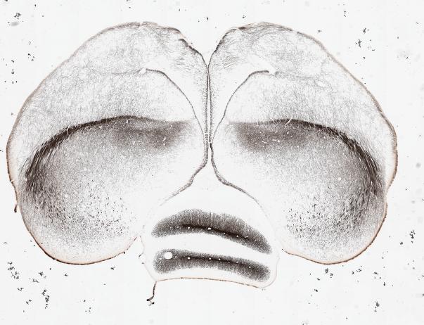 Zebra Finch Brain Architecture - Brain Architecture Project