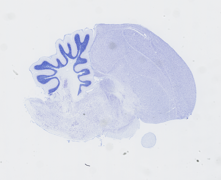 Zebra Finch Brain Architecture - Brain Architecture Project
