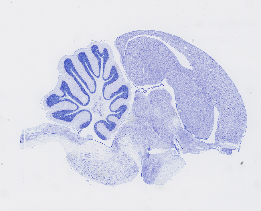 Zebra Finch Brain Architecture - Brain Architecture Project